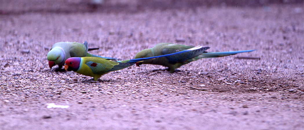 Vögel im Nationalpark Ranthambore