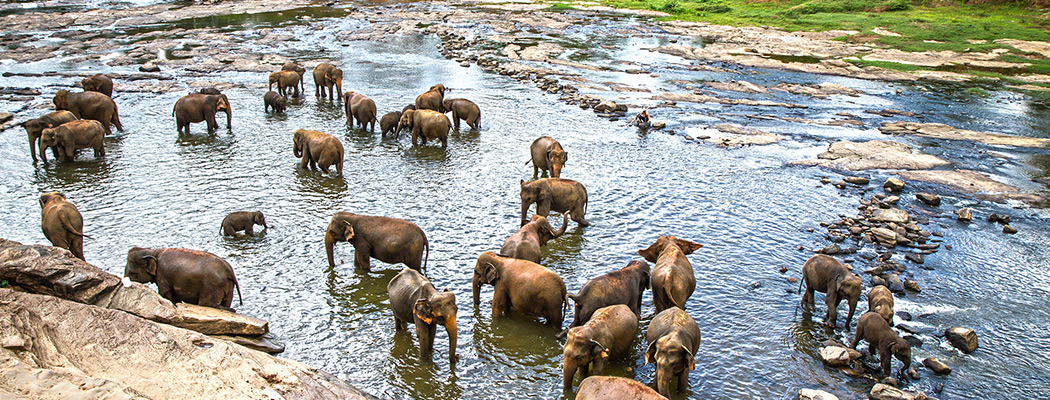 Elefanten in Pinnawela