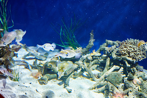 Aquarium (Symbolbild)