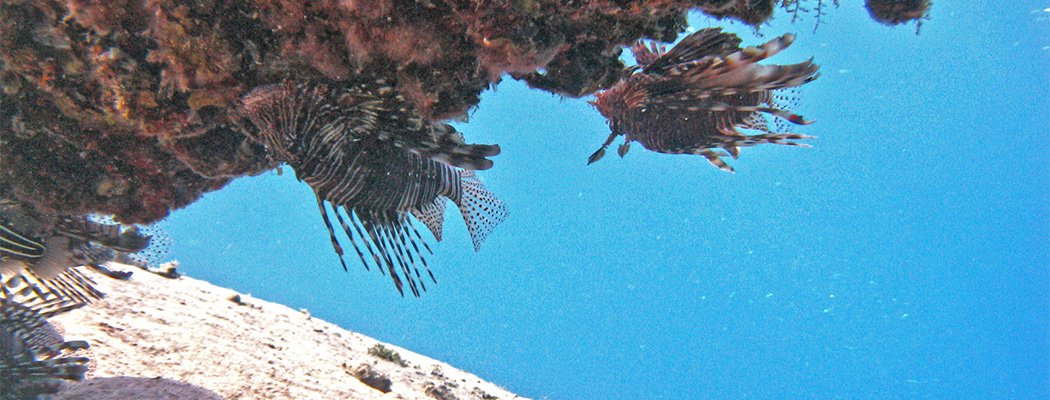 Unterwasserwelt in Dahab