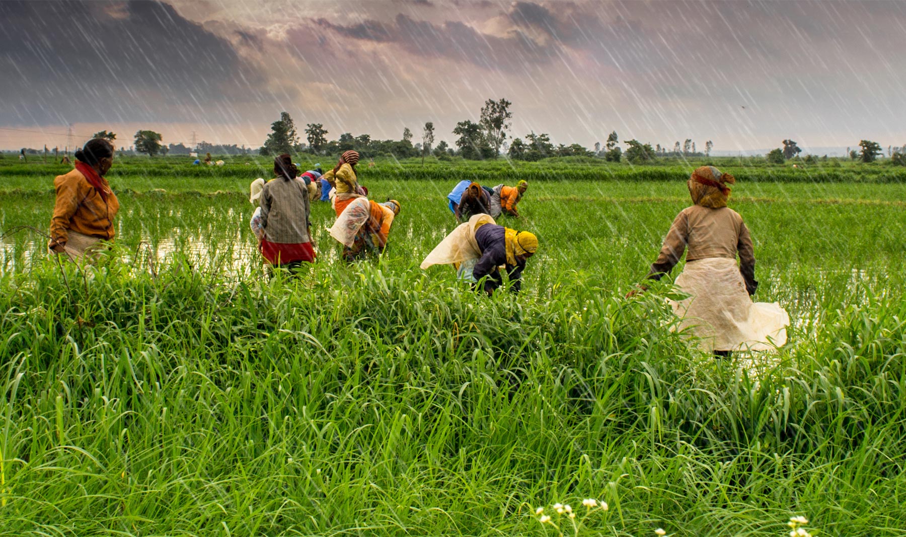 The knowing field. Indian Farmer. Farmer природа. Indian Agriculture. Агрокультура(пермо культура).