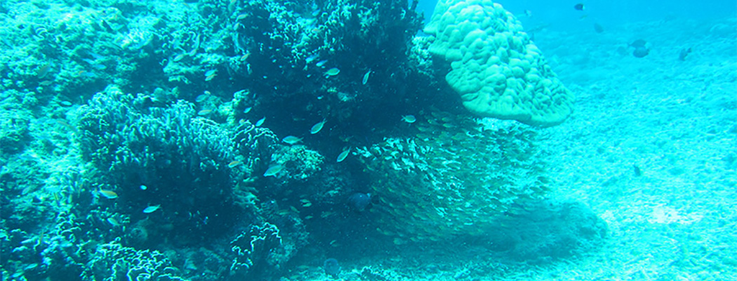 Unterwasserwelt im Indischen Ozean