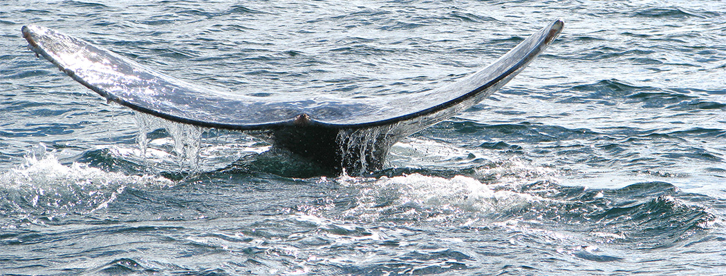 Flosse eines Grauwals