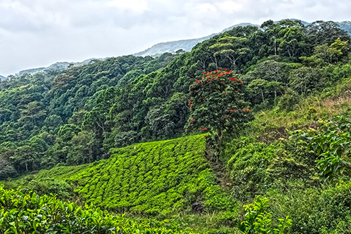 Sinharaja Forest Reserve / Sri Lanka