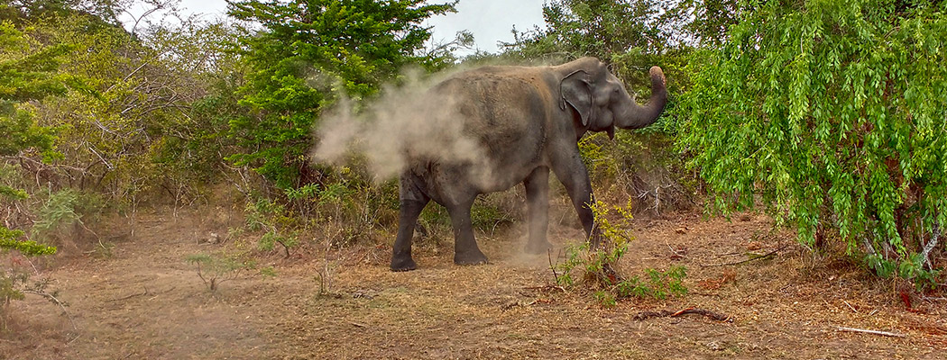 Elefant im Yala East
