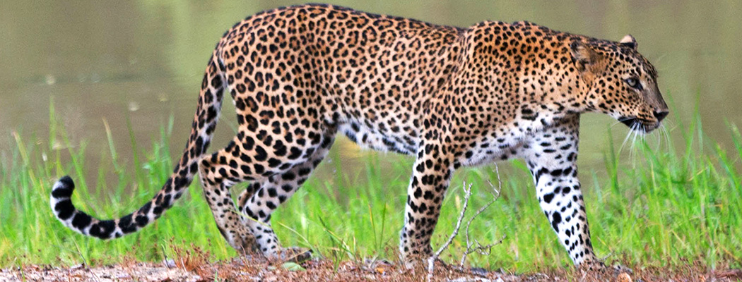 Leopard auf Sri Lanka