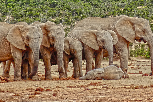Addo Elephant Park / Südafrika