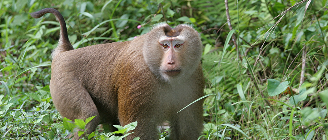 Affe im Nationalpark Khao Yai